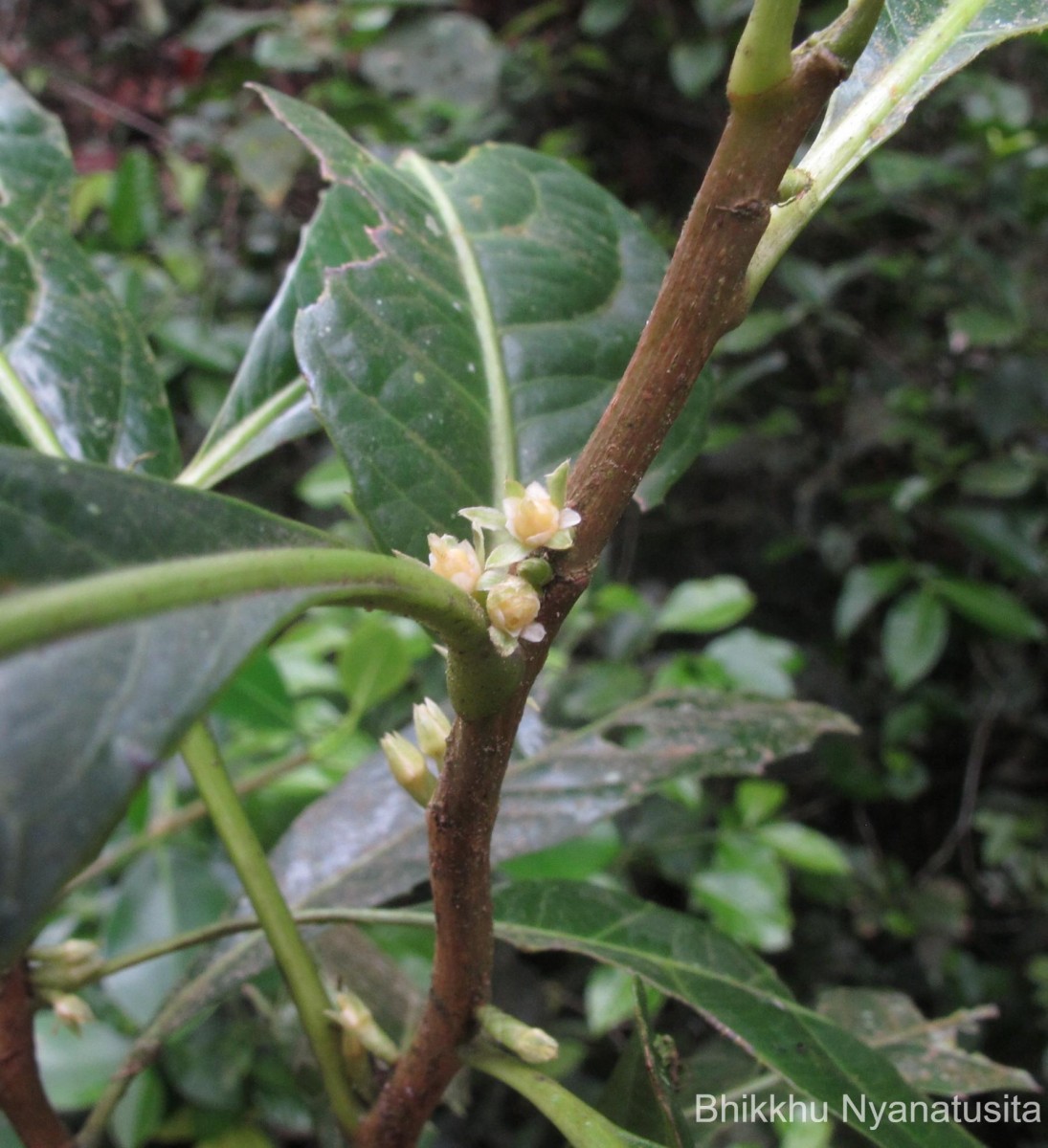 Agrostistachys indica Dalzell